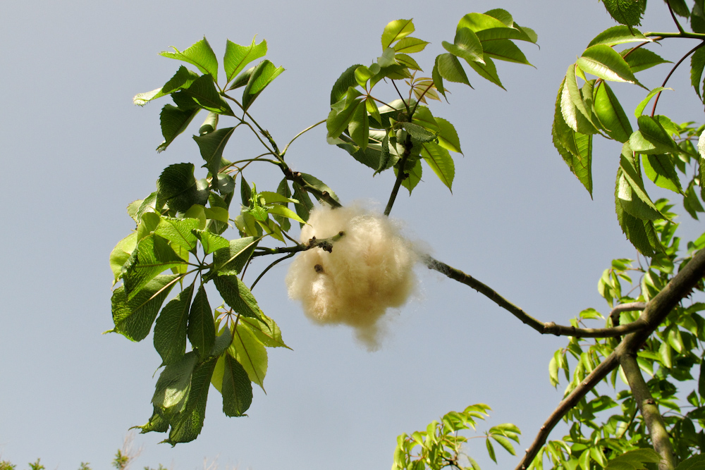 Изображение особи Ceiba speciosa.