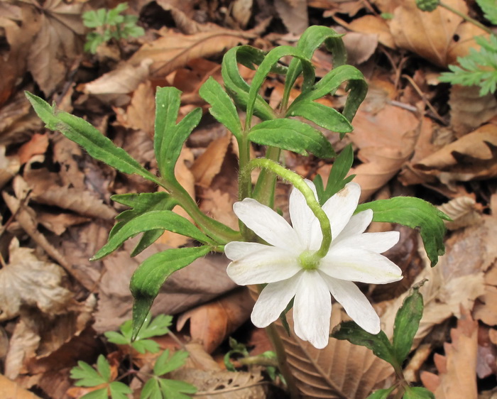 Image of Anemone amurensis specimen.