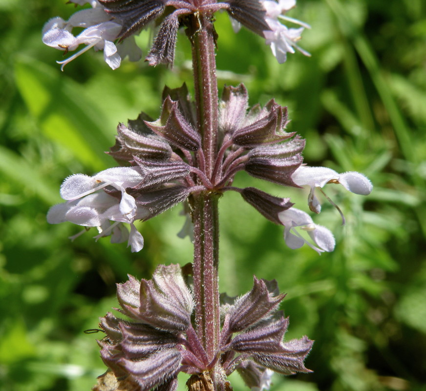 Image of Salvia verticillata specimen.