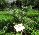 Abies koreana