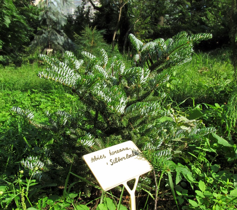 Image of Abies koreana specimen.