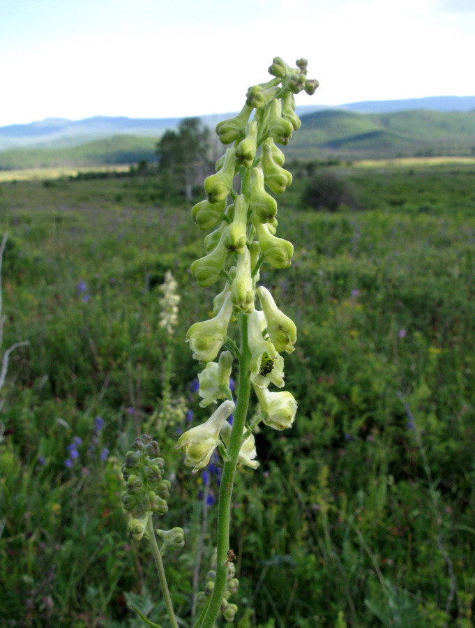 Image of Aconitum barbatum specimen.