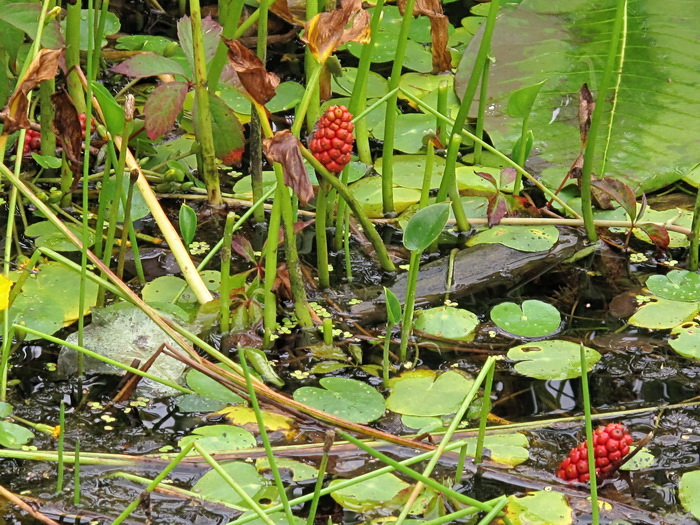 Image of Calla palustris specimen.