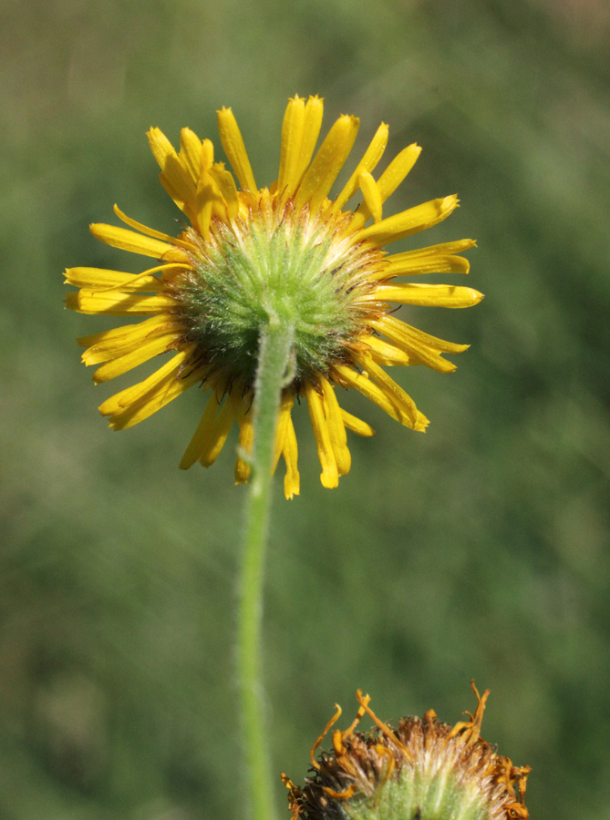 Image of Pulicaria dysenterica specimen.