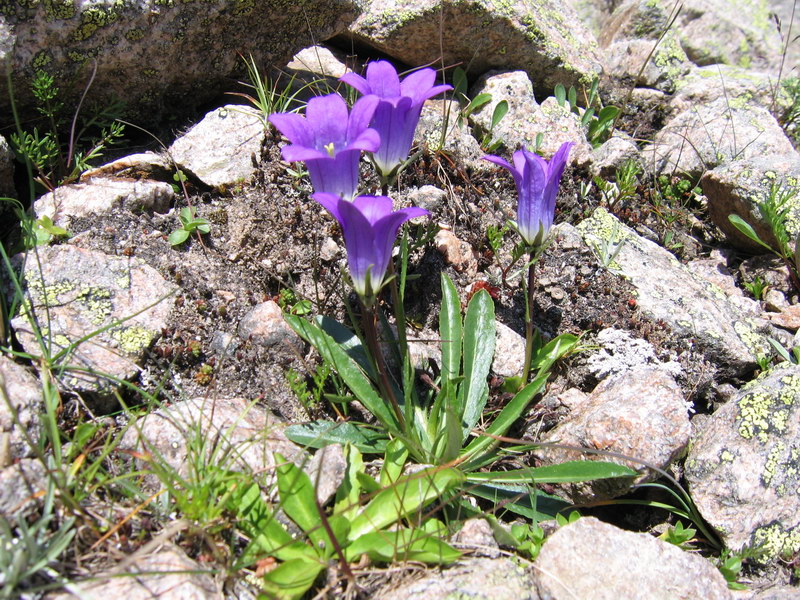 Изображение особи род Campanula.