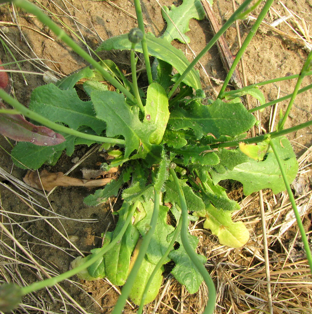 Изображение особи Hypochaeris radicata.