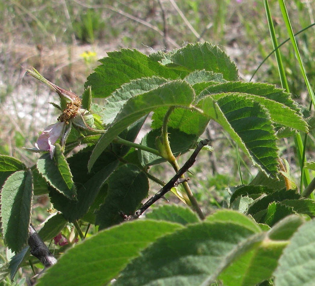 Изображение особи Rosa subpomifera.