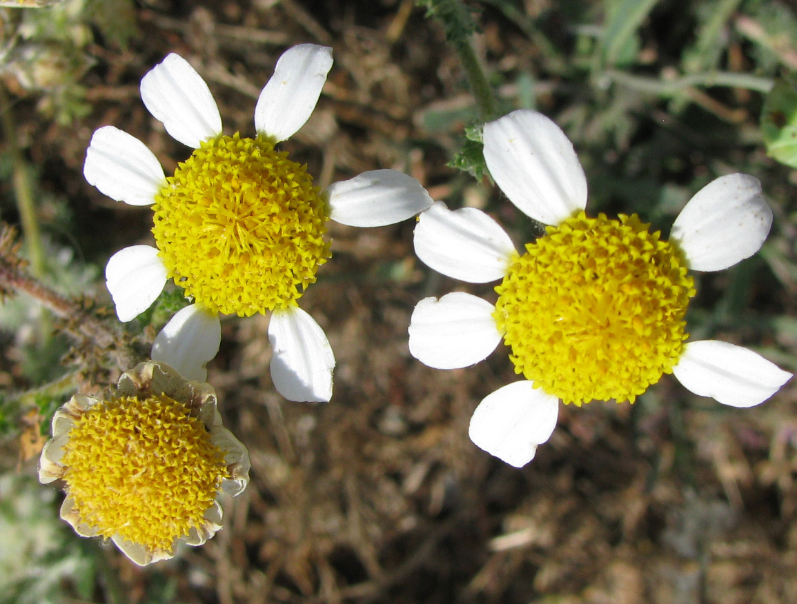 Image of familia Asteraceae specimen.