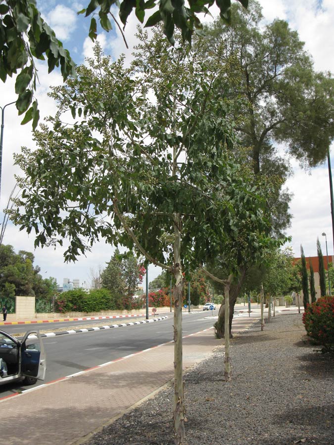 Image of Corymbia torelliana specimen.