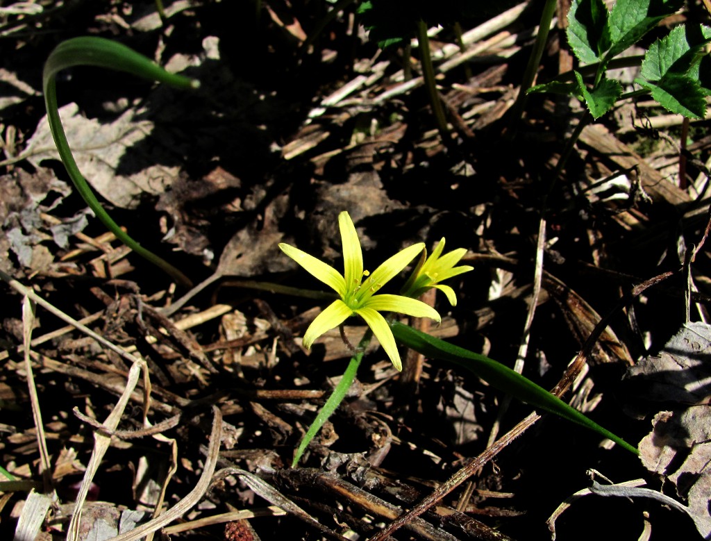 Image of Gagea granulosa specimen.