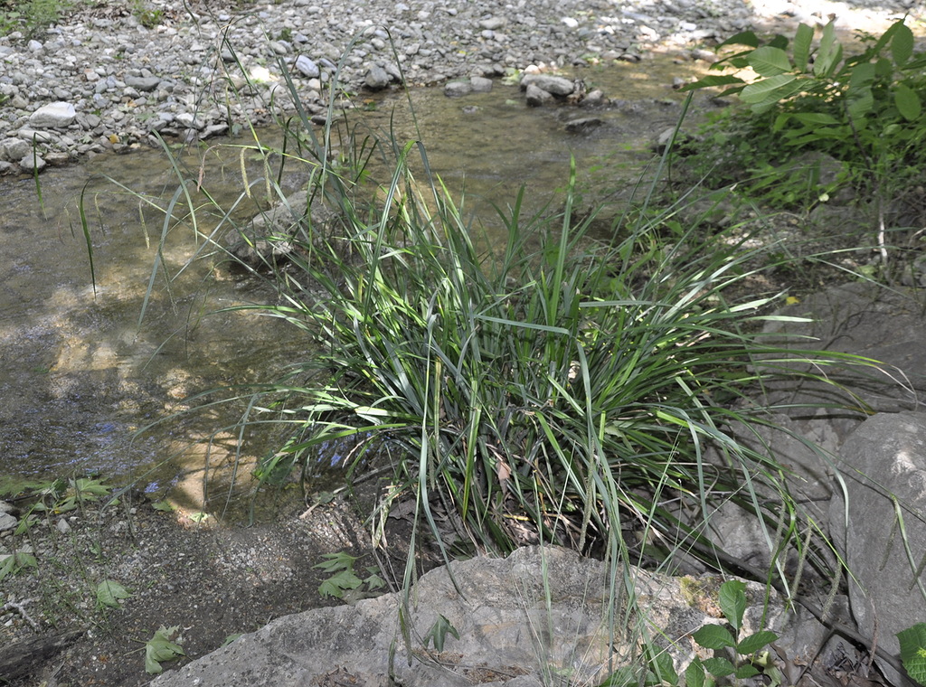 Image of Carex pendula specimen.