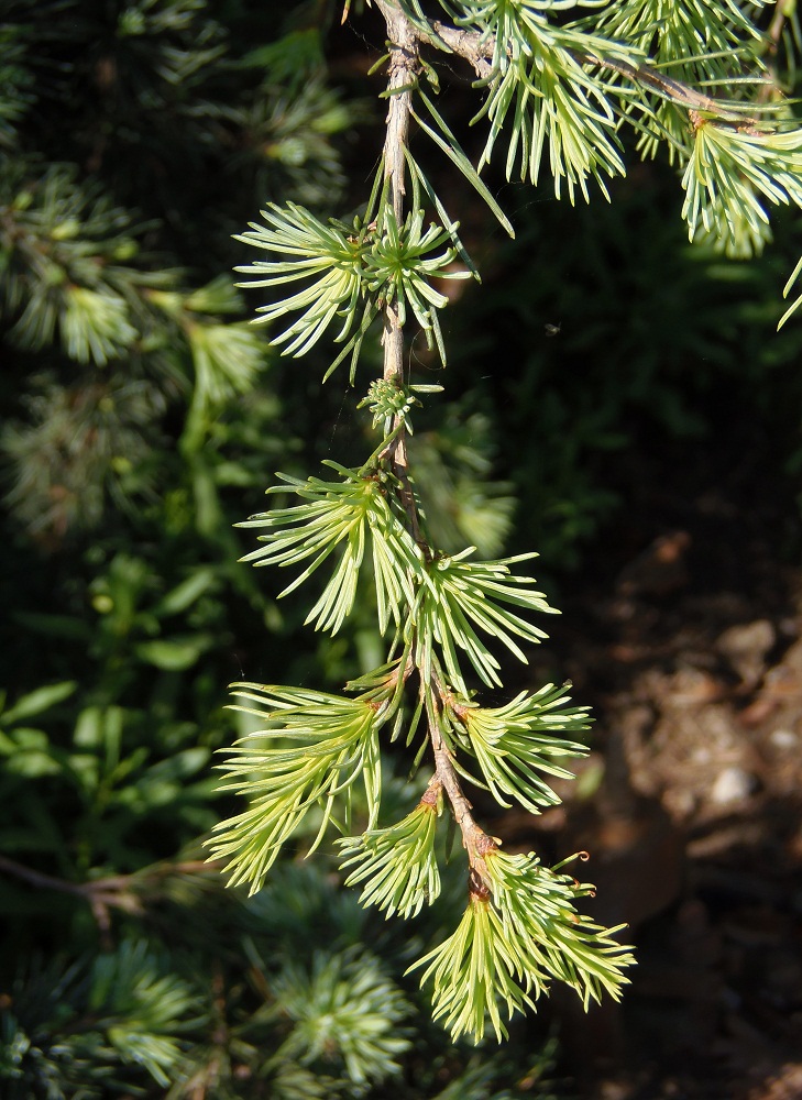 Image of Cedrus libani specimen.