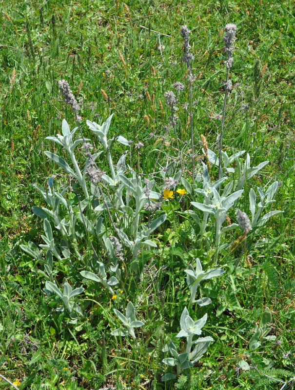 Изображение особи Stachys velata.