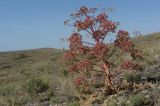 Ferula teterrima. Плодоносящее растение в щебнистой эфедрово-солянково-полынной пустыне на склоне сопки. Казахстан, Алматинская обл., Алакольский р-н, 64 км ЗЮЗ пос. Актогай Восточно-Казахстанской области; Северное Прибалхашье, мелкосопочный массив Шубартау. 02.06.2013.