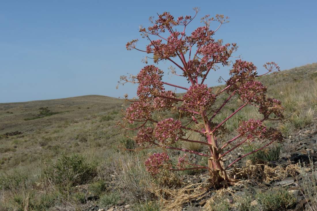 Image of Ferula teterrima specimen.