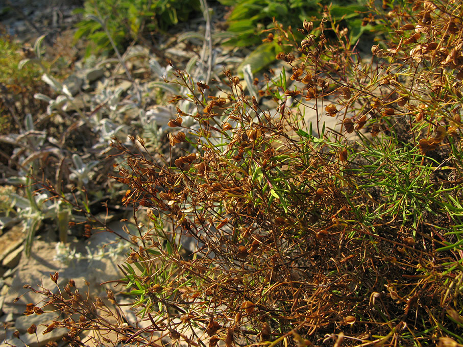 Image of Veronica filifolia specimen.