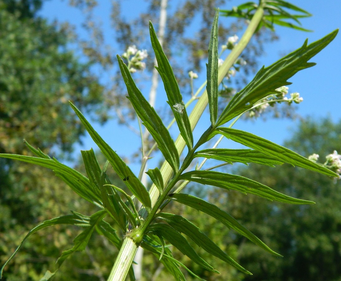 Image of Valeriana officinalis specimen.