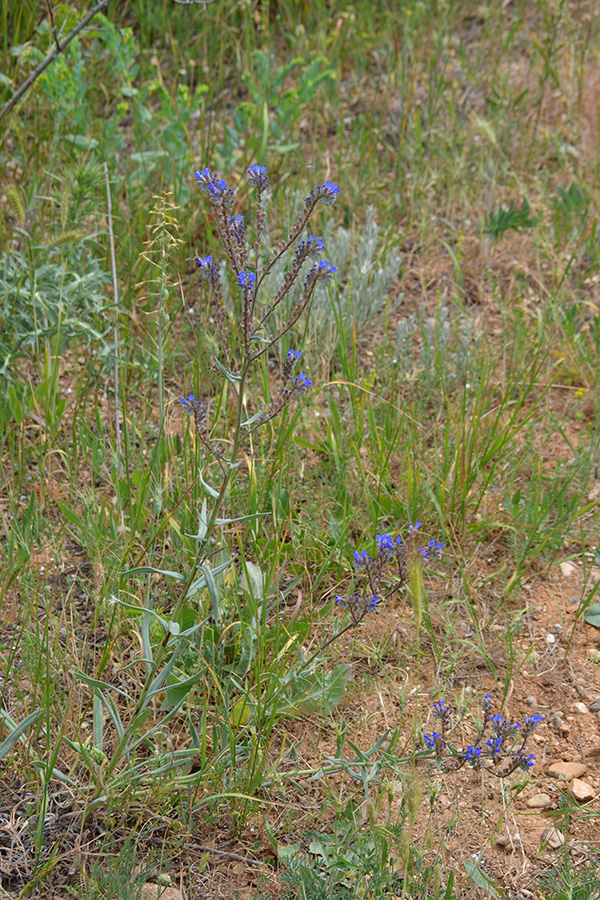 Image of Anchusa leptophylla specimen.