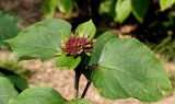 Clerodendrum bungei. Верхушка побега с развивающимся соцветием. Германия, г. Krefeld, Ботанический сад. 25.07.2013.