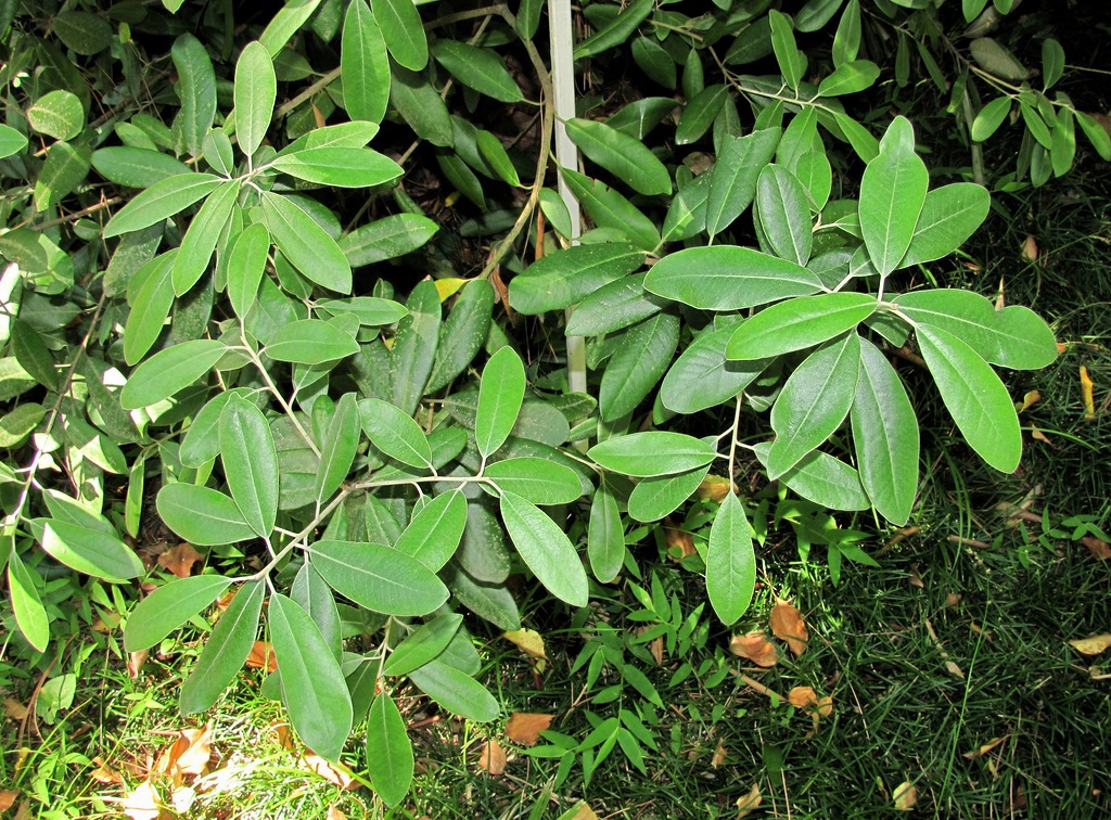 Image of Pittosporum ralphii specimen.