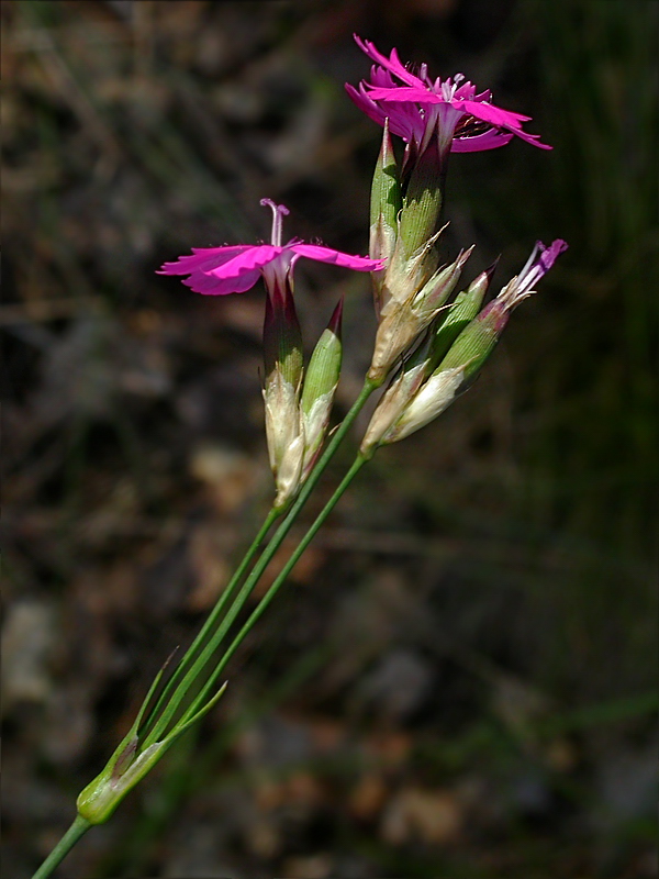 Изображение особи Dianthus borbasii.