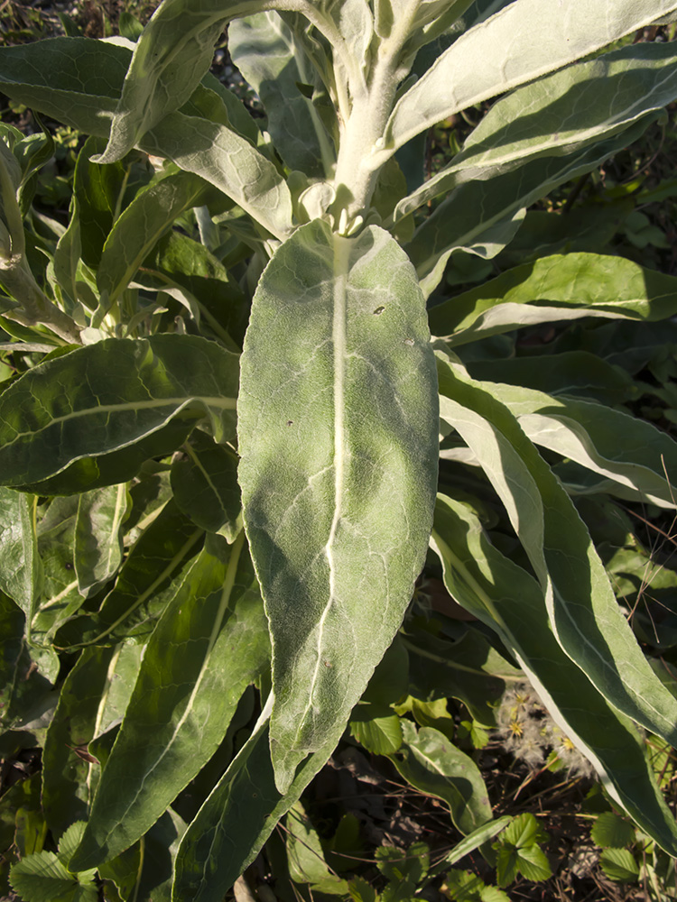 Image of Verbascum gnaphalodes specimen.