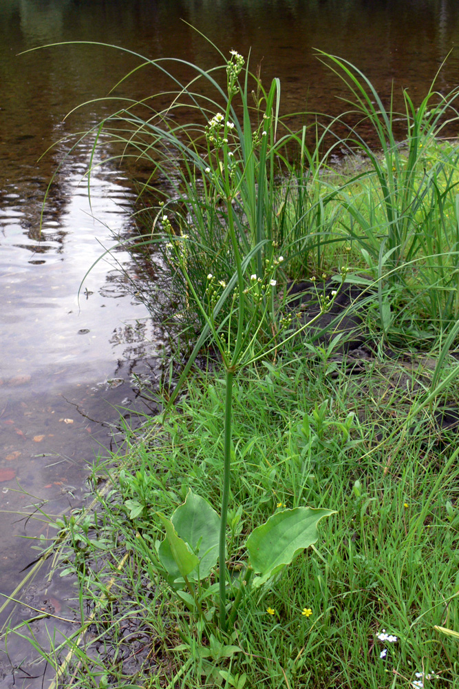 Image of Alisma plantago-aquatica specimen.