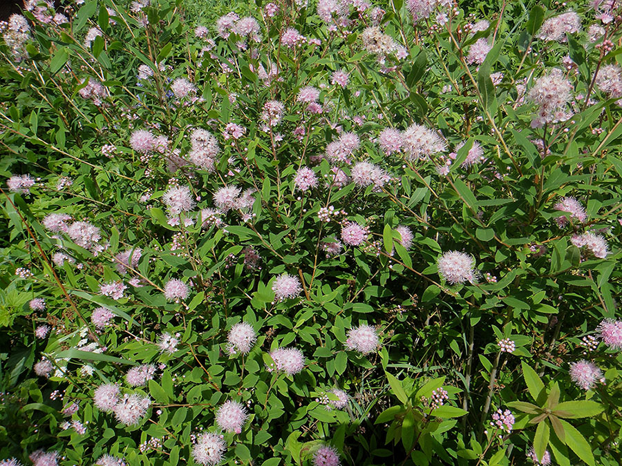 Изображение особи Spiraea salicifolia.