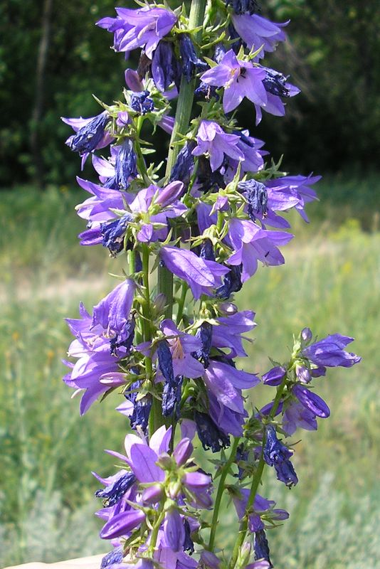 Image of Campanula &times; spryginii specimen.