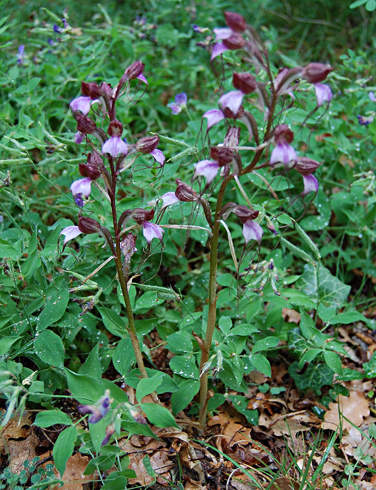 Изображение особи Himantoglossum comperianum.