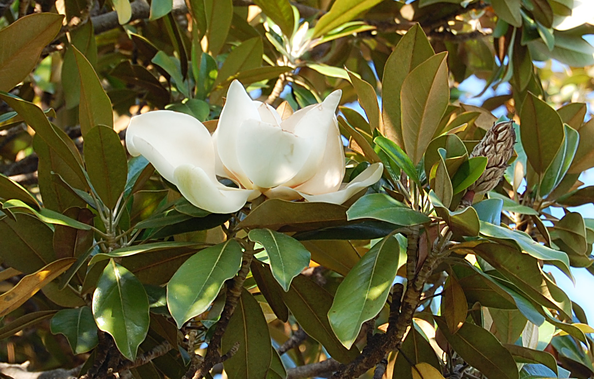 Изображение особи Magnolia grandiflora.