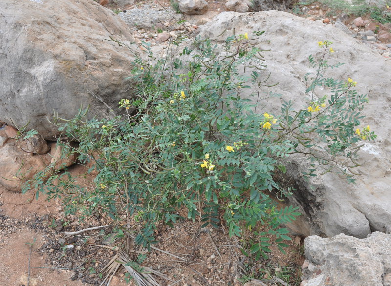 Image of Senna socotrana specimen.