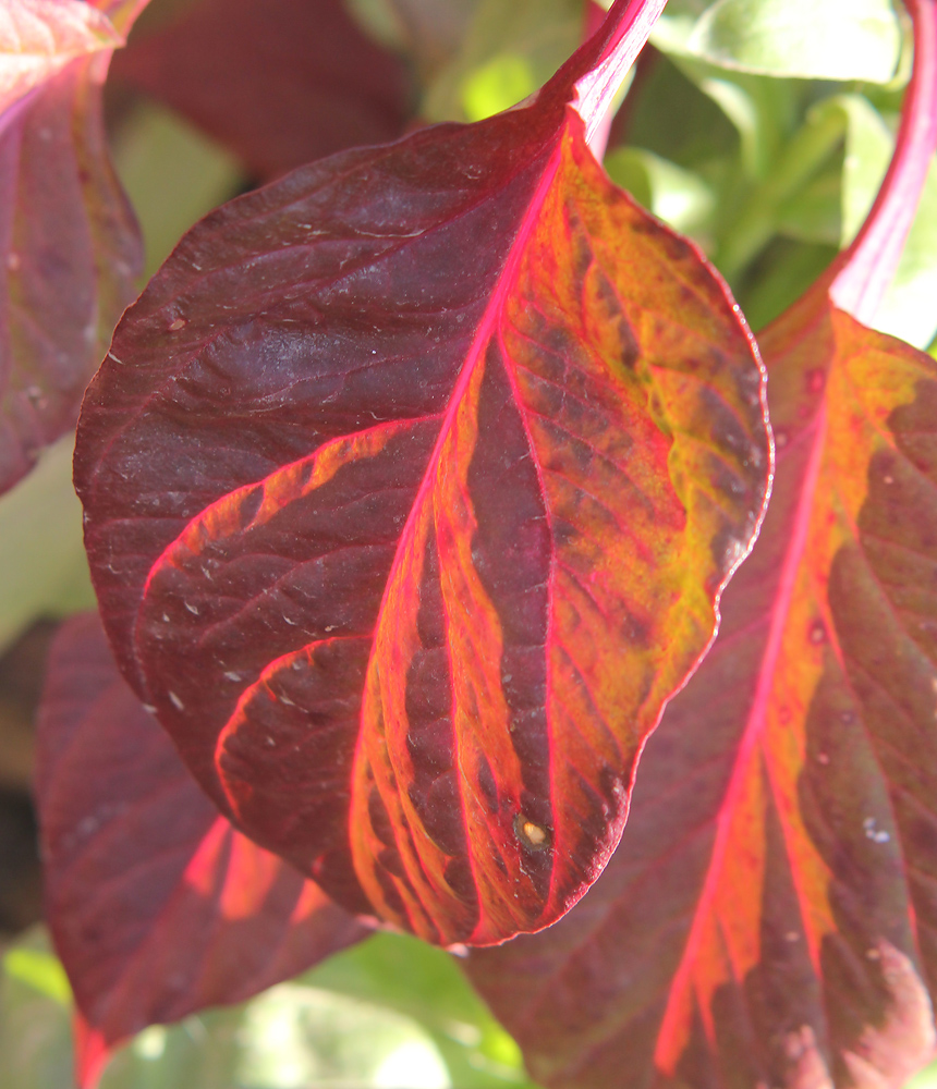 Изображение особи Celosia cristata.