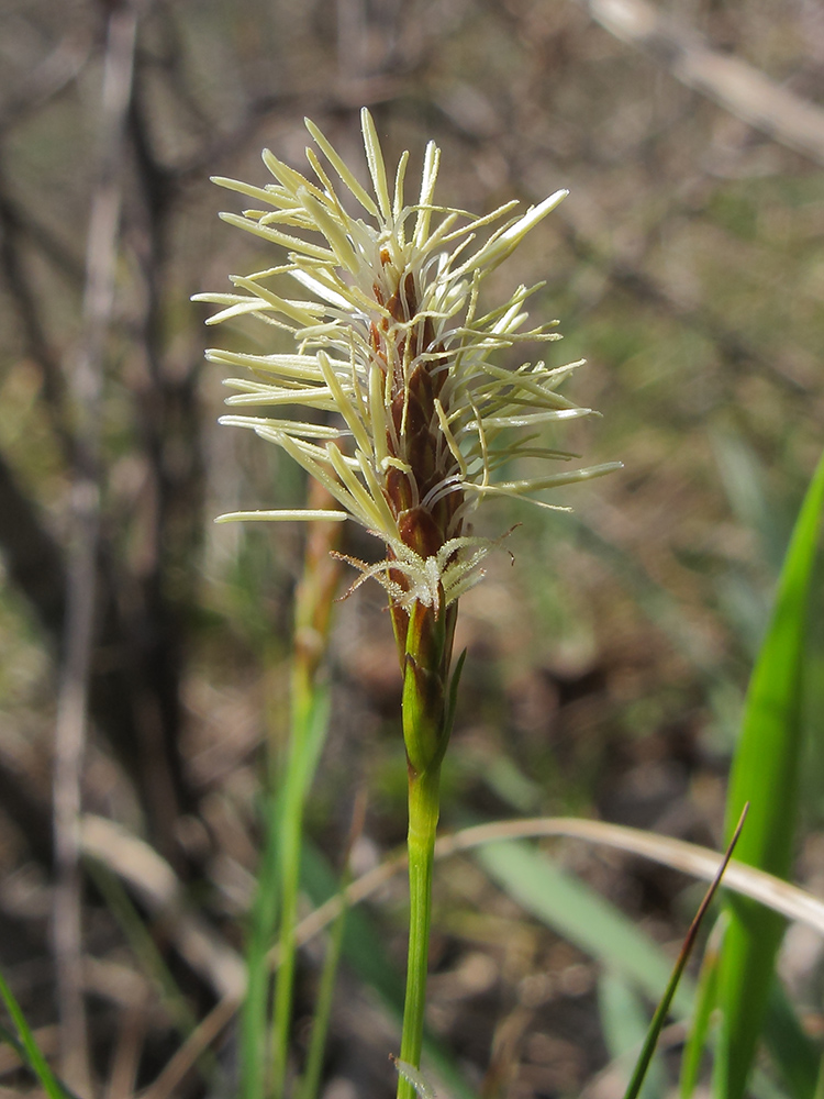 Изображение особи род Carex.