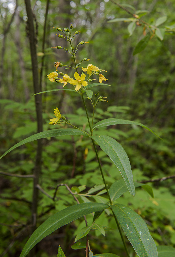 Image of Lysimachia davurica specimen.