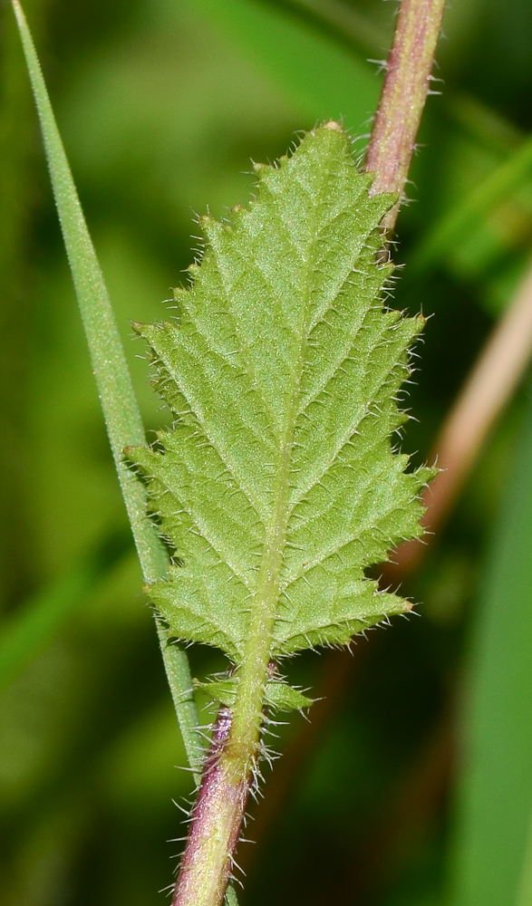 Image of Sinapis alba specimen.