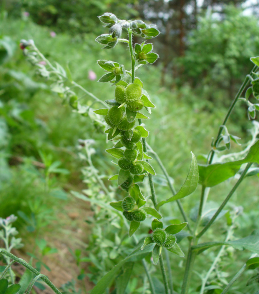 Image of Cynoglossum officinale specimen.