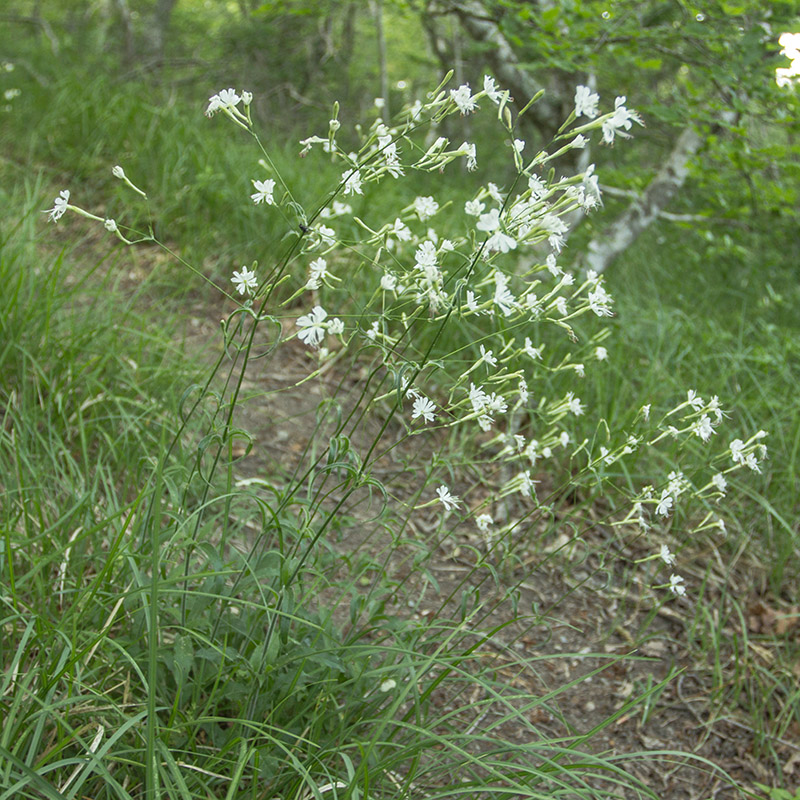 Изображение особи Silene italica.