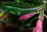 Adenium obesum. Соцветие с раскрывающимися цветками. Израиль, впадина Мёртвого моря, пос. Эйн Бокек. 11.05.2014.