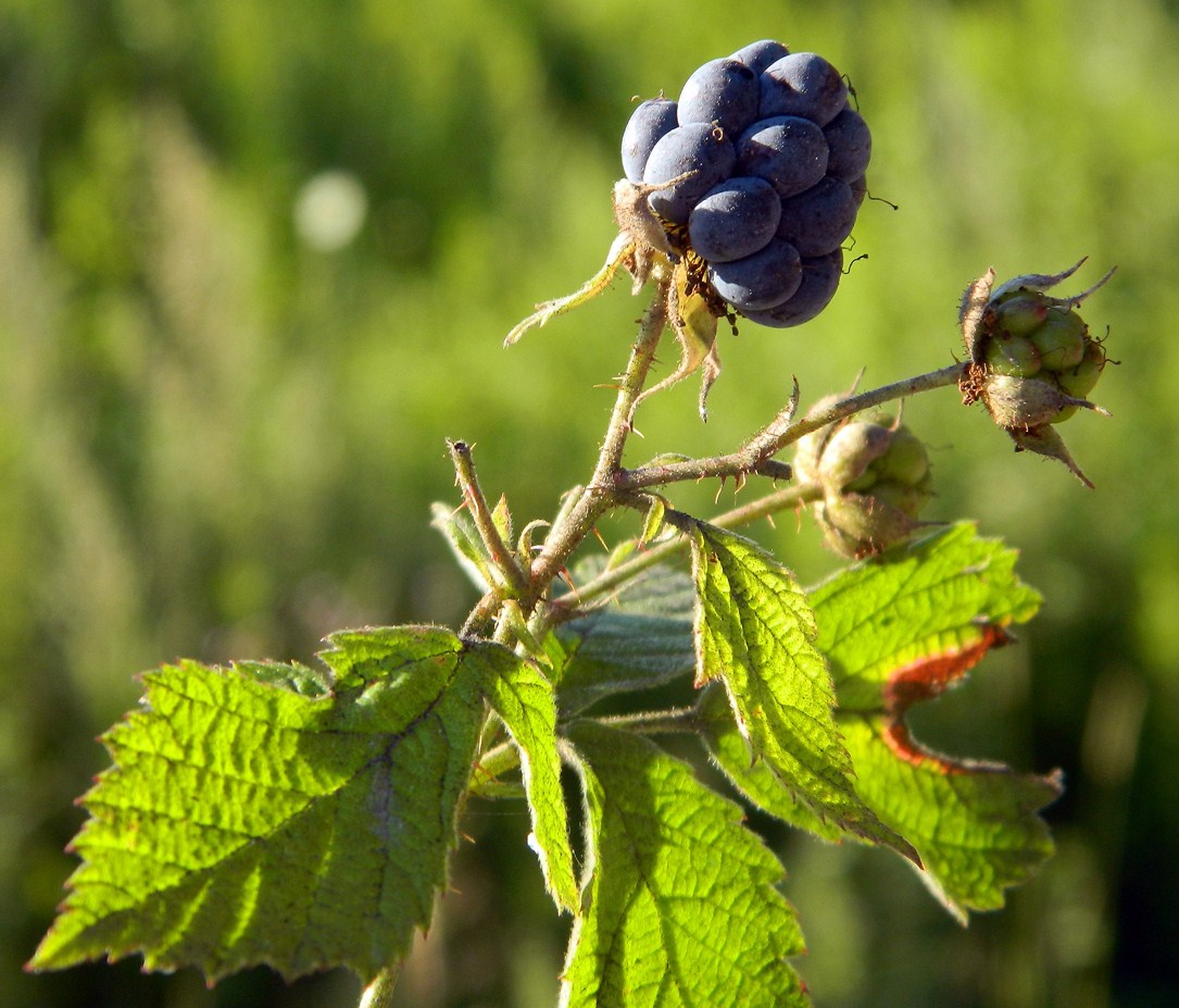 Изображение особи Rubus caesius.