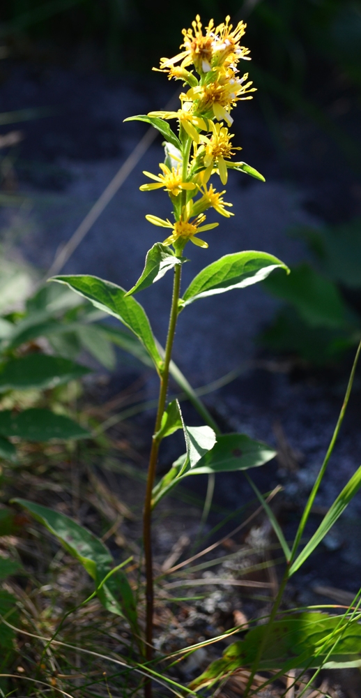 Image of Solidago virgaurea specimen.