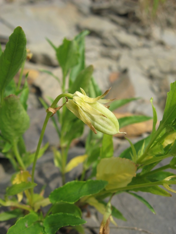 Image of Viola pumila specimen.