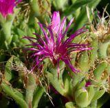 семейство Aizoaceae. Верхушка побега с цветком. Германия, г. Дюссельдорф, Ботанический сад университета. 03.07.2014.