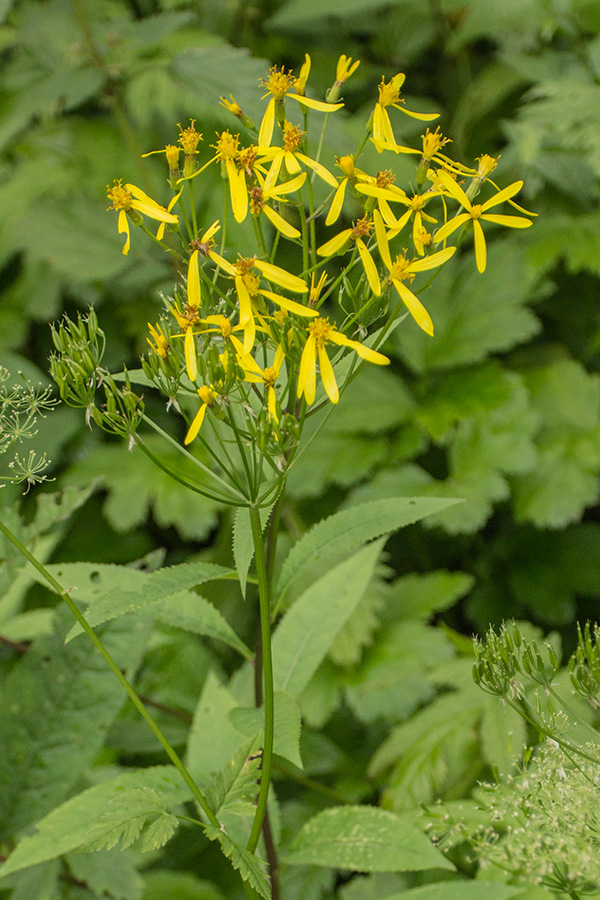 Image of Senecio ovatus specimen.