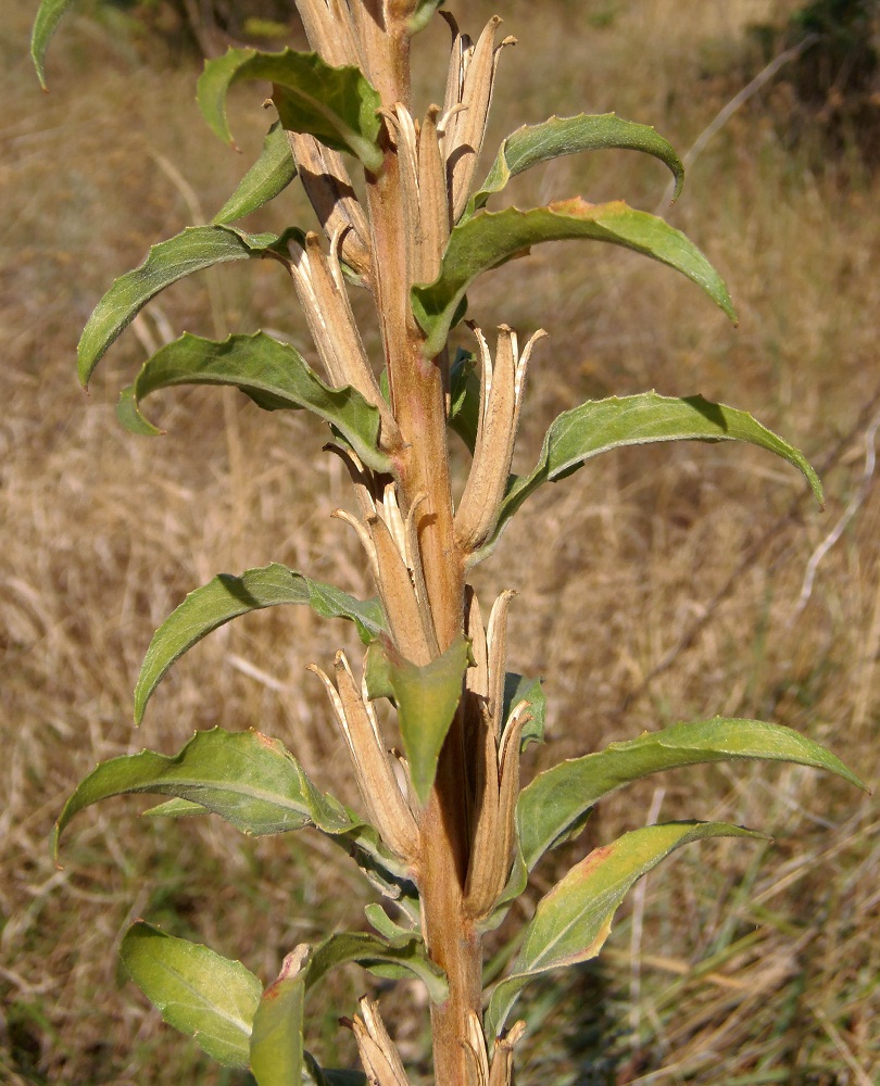 Изображение особи Oenothera depressa.