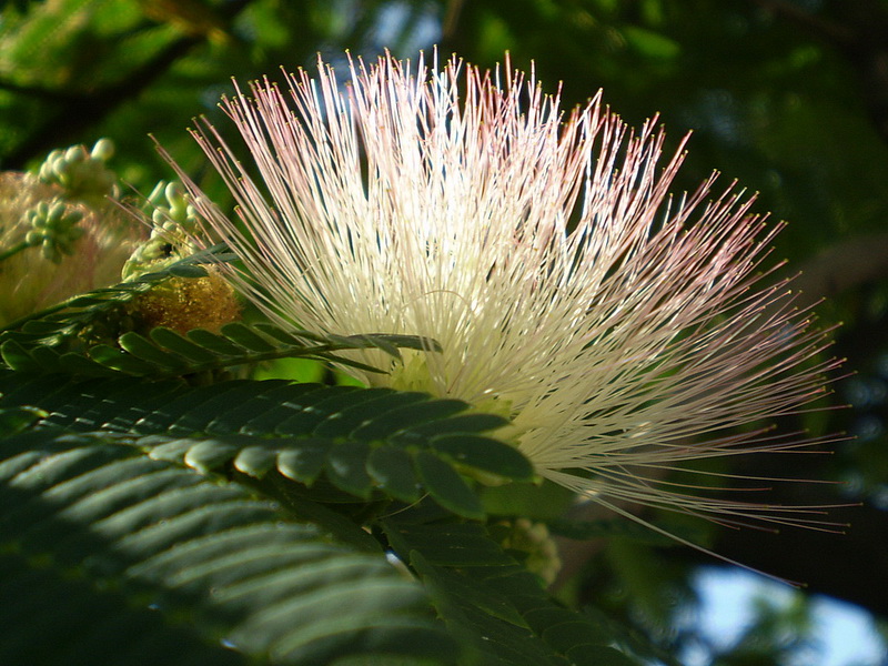 Image of Albizia julibrissin specimen.