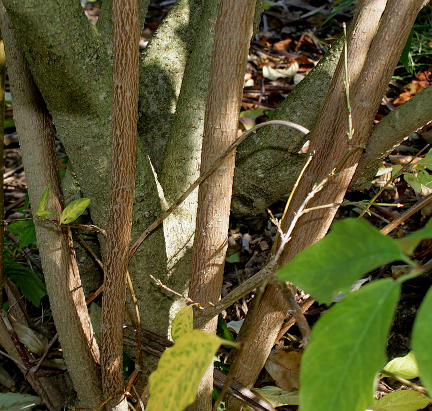 Image of Forsythia giraldiana specimen.