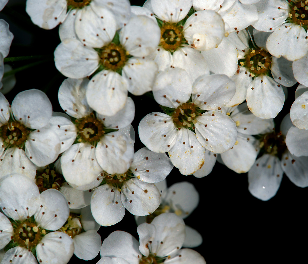 Image of Spiraea &times; arguta specimen.