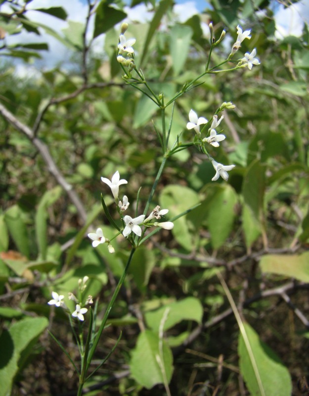 Image of genus Asperula specimen.