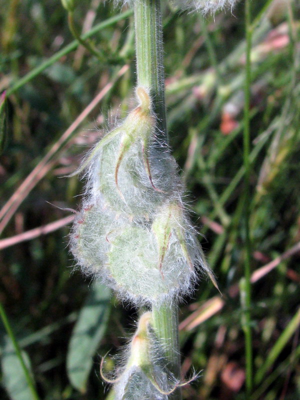 Image of Onobrychis chorassanica specimen.